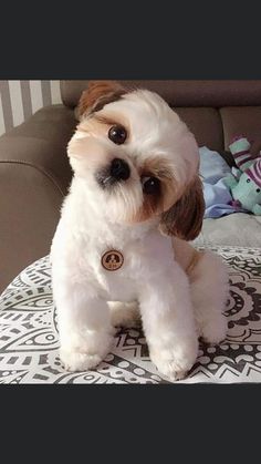 a small white and brown dog sitting on top of a couch