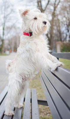 a white dog sitting on top of a wooden bench