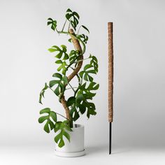 a plant in a white pot next to a tall wooden stick with leaves on it