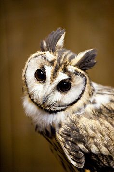 an owl is sitting on top of a tree branch