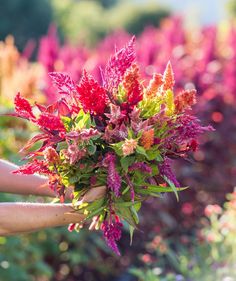 a person holding a bouquet of flowers in their hand with pink and red flowers behind them