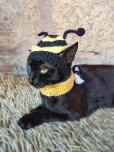 a black cat wearing a knitted bee hat