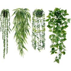 four different types of plants hanging from the ceiling and in front of white background with clippings