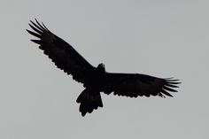 a large black bird flying in the sky