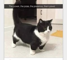 a black and white cat standing on top of a floor