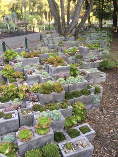 several cement planters filled with succulents and other plants in the park