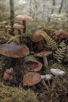 mushrooms and ferns growing in the forest