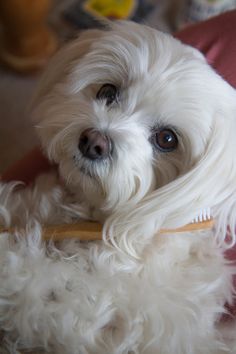 a small white dog sitting on top of a couch next to a persons hand with a brush in it's mouth