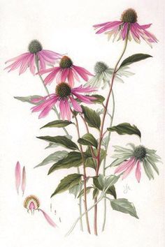 a drawing of pink flowers with green leaves