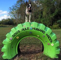 a dog standing on top of a green tire in the middle of a grass field