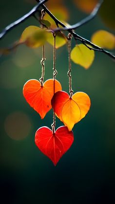 two heart shaped leaves hanging from a tree branch