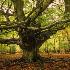 an old tree in the middle of a forest with lots of leaves on the ground