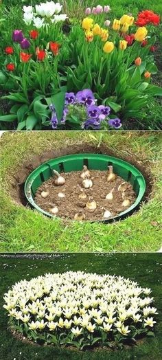 four different types of flowers planted in the ground