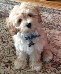 a small white dog sitting on top of a rug