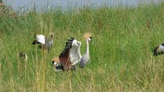 some birds are standing in the tall grass by the water and looking at something off to the side