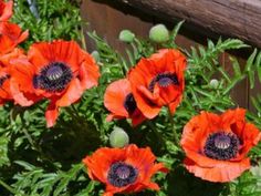 red flowers are blooming in the garden