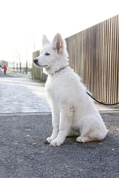 a white dog sitting on the ground next to a fence