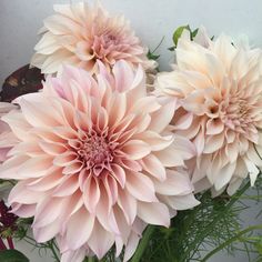 three large pink flowers sitting next to each other