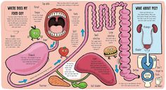 a diagram of the human body and its organs