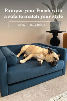 a dog laying on top of a blue couch