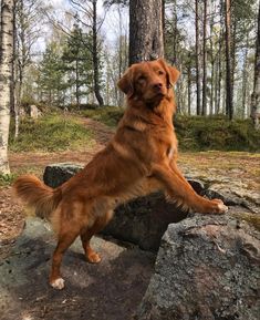 a large brown dog standing on its hind legs in the middle of a wooded area