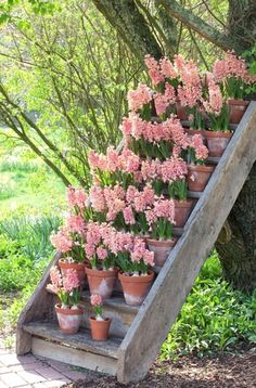 pink flowers are growing in pots on the steps leading up to a tree with potted plants