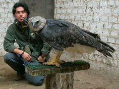 a man kneeling down next to a large bird