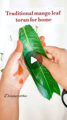 a person holding a green leaf with the words traditional mango leaf toran for home