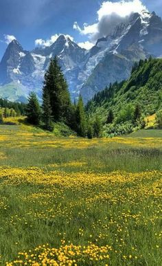 a field with yellow flowers and mountains in the background