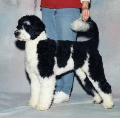 a black and white dog standing next to a person in blue jeans on a gray background