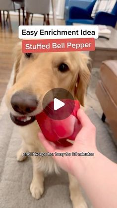 a dog is being fed with a red ball