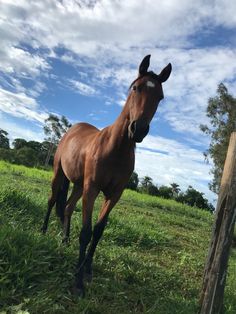 a brown horse standing on top of a lush green field next to a wooden fence