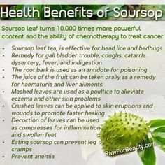 benifits of soursop Health Benefits Of Soursop, Soursop Benefits, Bed Bug Remedies, Benefits Of Soursop, Sweet Foods, Natural Antibiotics, Types Of Tea, Ice Creams