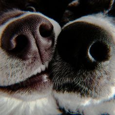 a close up of a dog's nose with it's tongue hanging out