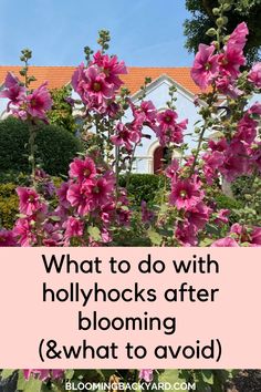 pink flowers with the words what to do with hollywoods after blooming & what to avoid