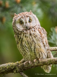 an owl is sitting on a tree branch