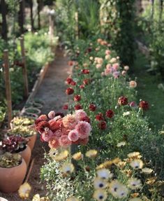 many potted flowers are lined up in the garden