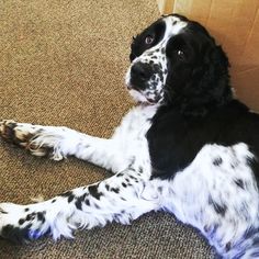 a black and white dog laying on the floor