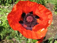 an image of a red flower that is blooming in the field with green grass