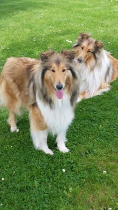 two dogs are standing in the grass together