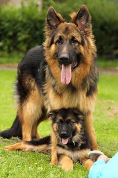 two german shepherd puppies sitting on the grass with their owner's hand in front of them