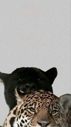 a leopard and a black dog are in the middle of an image with their heads touching each other