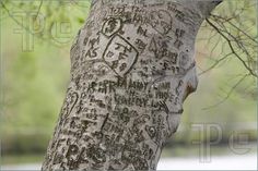 a tree trunk with writing on it