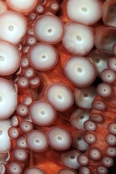 an octopus is seen in this close up photo