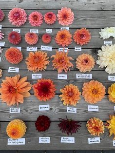 many different types of flowers are on display