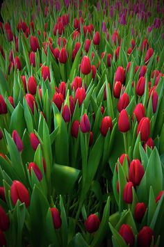 many red tulips are growing in the grass