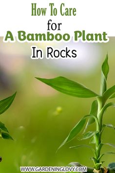 a bamboo plant with text overlay that reads how to care for a bamboo plant in rocks