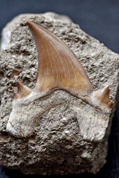 a piece of rock with some kind of animal's head on top of it