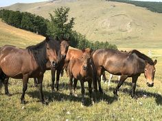 four horses are standing in the grass near some hills and trees, with one horse looking at the camera