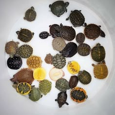 a white plate topped with lots of different types of turtles